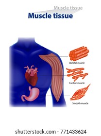 Types Of Muscle Tissue