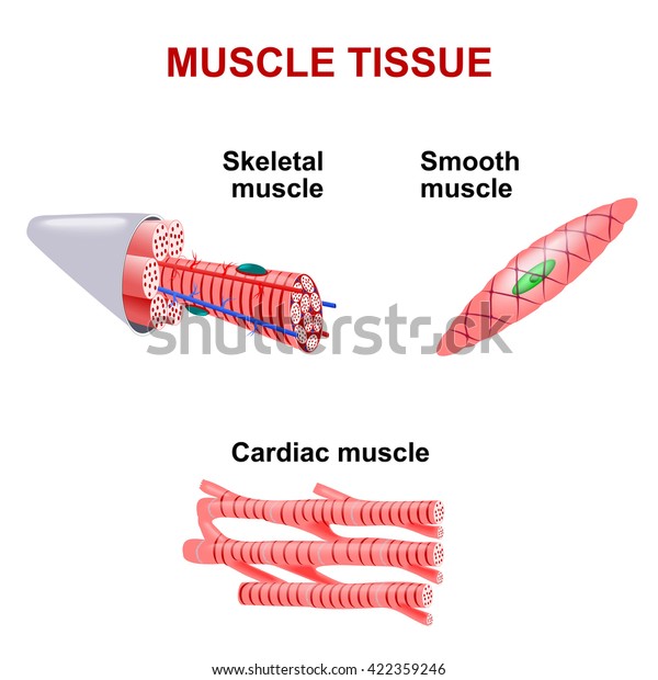 Types Muscle Tissue Stock Vector (Royalty Free) 422359246 | Shutterstock