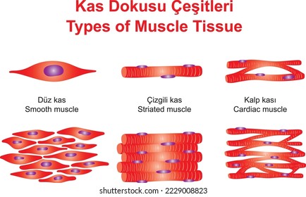 Types of Muscle Tissue, education