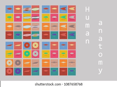 Types of Muscle Tissue of Human Body Diagram including cardiac skeletal smooth with example of heart digestive system along with involuntary voluntary control for medical science education