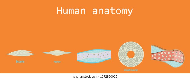 Types of Muscle Tissue of Human Body Diagram including cardiac skeletal smooth with example of heart digestive system along with involuntary voluntary control for medical science education