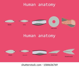 Types of Muscle Tissue of Human Body Diagram including cardiac skeletal smooth with example of heart digestive system along with involuntary voluntary control for medical science education