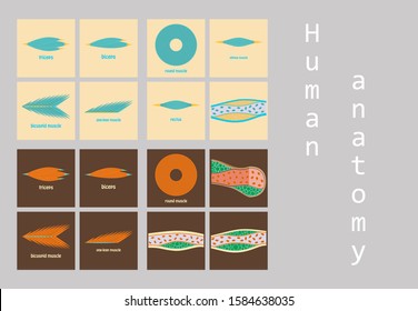 Types of Muscle Tissue of Human Body Diagram including cardiac skeletal smooth with example of heart digestive system along with involuntary voluntary control for medical science education