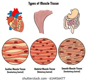 Types of  Muscle Tissue of Human Body Diagram including cardiac skeletal smooth with example of heart digestive system along with involuntary voluntary control for medical science education