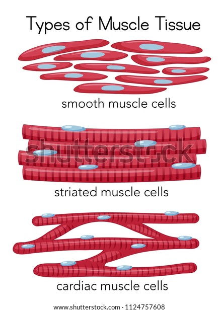 Types Muscle Tissue Illustration Stock Vector (Royalty Free) 1124757608