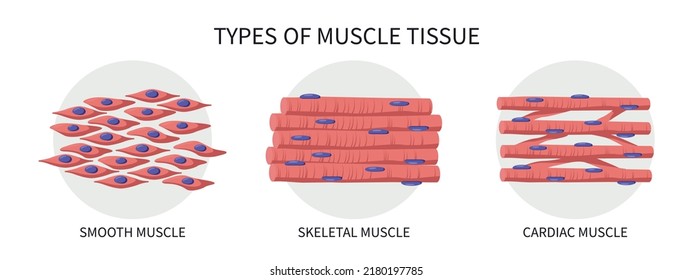 Types Of Muscle Tissue. Medical Vector Illustration.