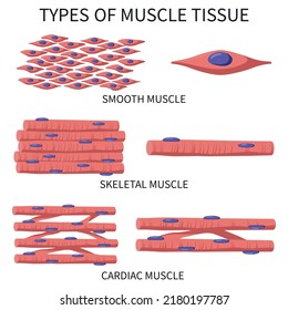 Tipos de tejido muscular. Ilustración vectorial médica.