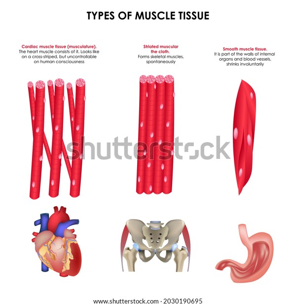 Types Muscle Tissue Realistic Medical Illustration Stock Vector ...