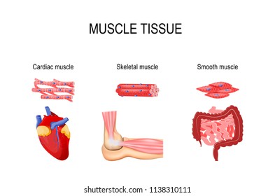 Types of muscle tissue. Skeletal muscle (elbow joint), smooth (gastrointestinal tract) and cardiac muscle (heart). Human internal organs and Muscle cells. vector for medical, educational use