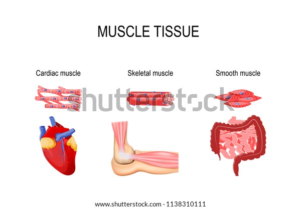 Types of muscle tissue. Skeletal muscle (elbow\
joint), smooth (gastrointestinal tract) and cardiac muscle (heart).\
Human internal organs and Muscle cells. vector for medical,\
educational use