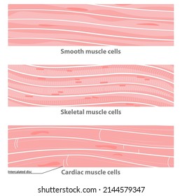 Tipos de estructura de tejido muscular: cardíaco, suave, sceletal. células musculares lisas, células de músculo cardíaco, células esqueléticas de multinucleato. 