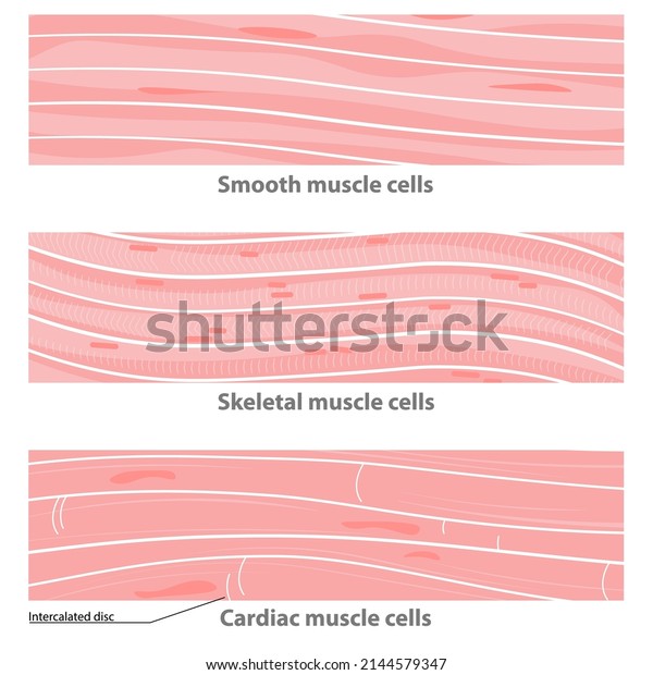 Types of muscle tissue structure: cardiac, smooth,\
sceletal. smooth muscle cells, cardiac muscle cells,  multinucleate\
skeletal cells. 