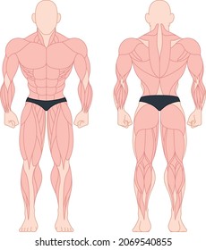 Types of muscles in the human body