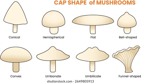 the types of mushroom shapes illustration - vector