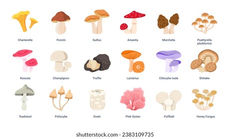 Types of mushrooms. Edible and poisonous, wild forest mushrooms. Chanterelle, porcini, truffles and other. Vector set of illustrations.