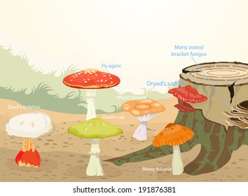 Types of Mushrooms,Nature background