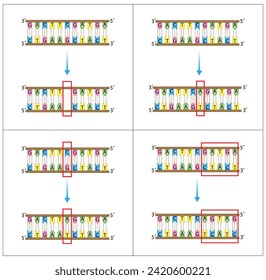 Types of mutation, error during DNA replication. Deletion, Insertion, Inversion, Substitution Scientific design, Vector illustration.