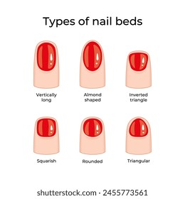 Types of nail beds -02