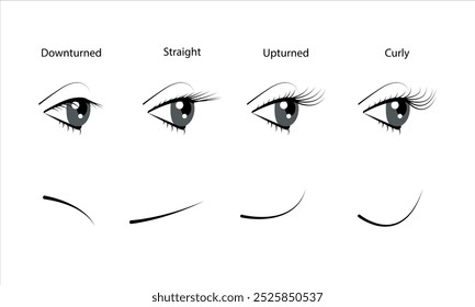 Types of natural eyelashes. Flat vector illustration