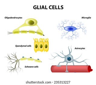 Types of neuroglia. Classification of glial cells: microglia, astrocytes, oligodendrocytes and Schwann cells, Ependymal cells