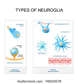 types of neuroglia. Structure of the peripheral nervous system and  central nervous system:  microglia, astrocyte, oligodendrocyte, ependymal, satellite glial and schwann cell.
