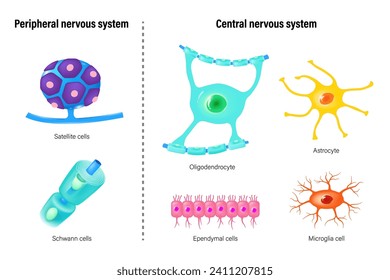 Tipos De Vectores De Células Neurogliales. Sistema nervioso periférico y sistema nervioso central. Gglial satelital, célula schwann, Astrocito, Oligodendrocito, células ependímicas y microglia.