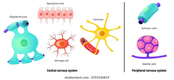 Types Of Neuroglial Cells vector. Peripheral nervous system and Central nervous system. Satellite glial, schwann cell, Astrocyte, Oligodendrocyte, Ependymal cells and Microglia cell.