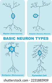 the types of neuron illustration - vector