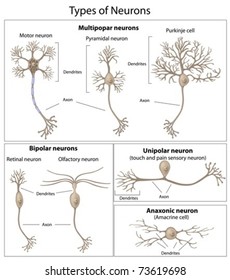 Types Of Neurons