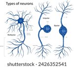 Types of neurons: bipolar, unipolar, multipolar. The structure of a neuron in the brain.