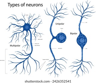 Types of neurons: bipolar, unipolar, multipolar. The structure of a neuron in the brain.