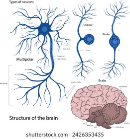 Types of neurons: bipolar, unipolar, multipolar. The structure of a neuron in the brain. The structure of the human brain.