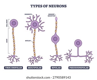 Types of neurons illustrated, comparing unipolar, multipolar, bipolar, and pseudounipolar designs, cell body, axon, and dendrites highlight structural differences for learning neural anatomy.