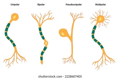 Typen von Neuronen Illustration. 4 Arten von Neuronen.