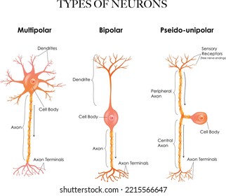 Types of neurons- multipolar, pseudounipolar, bipolar - structure anatomy colorful illustration. 