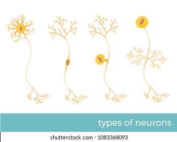 tipos de neurônios - parte do sistema nervoso central humano. ilustração em formato vetorial.
