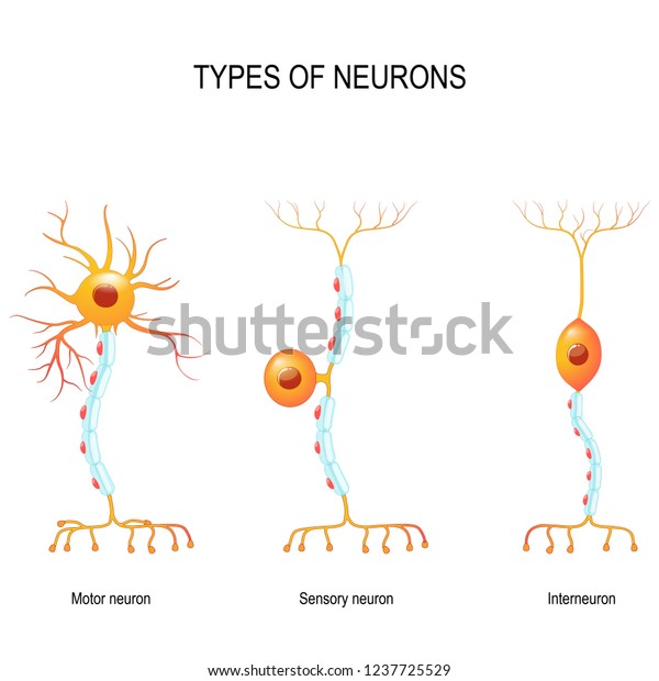 types of neurons: sensory and motor\
neurons, and interneuron. Humans nervous system. Vector diagram for\
educational, biological, medical and science\
use