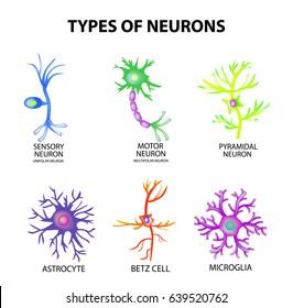 Types Of Neurons. Structure Sensory, Motor Neuron, Astrocyte, Pyromidal, Betz Cell, Microglia. Set. Infographics Vector Illustration On Isolated Background