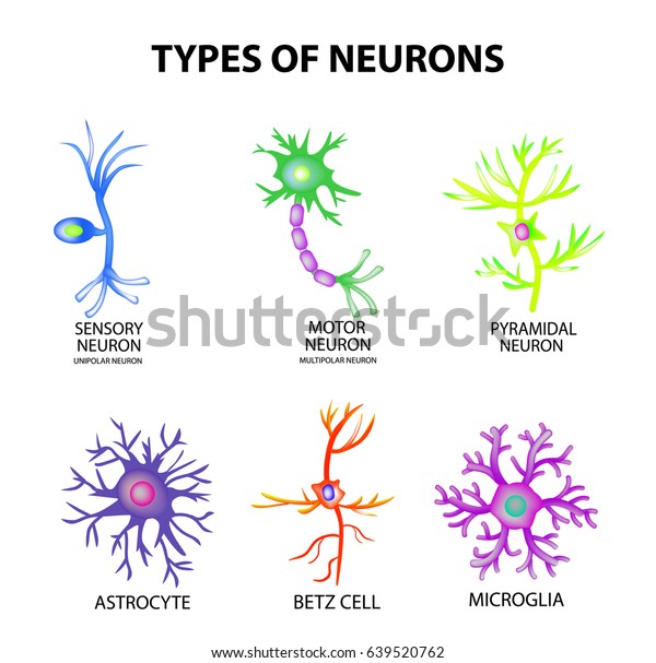 Types of neurons. Structure sensory,\
motor neuron, astrocyte, pyromidal, Betz cell, microglia. Set.\
Infographics Vector illustration on isolated\
background