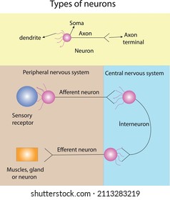 types of neurons in terms of their functions. afferent neuron, efferent neuron and interneuron svg