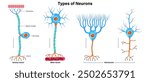 Types of neurons vector. Sensory neuron, Motor neuron and Interneurons structure. Neuron types. Nerve cell anatomy.