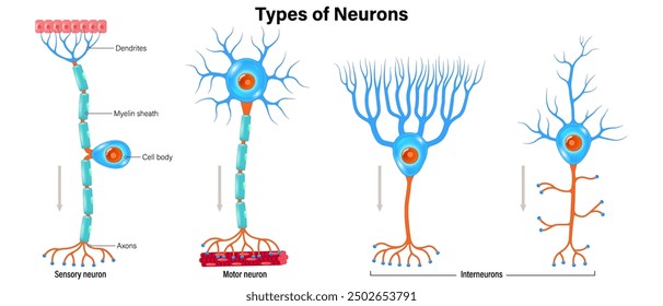 Types of neurons vector. Sensory neuron, Motor neuron and Interneurons structure. Neuron types. Nerve cell anatomy.