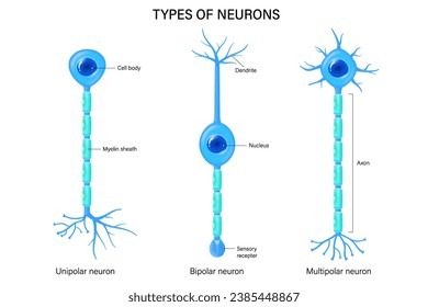 Types of neurons vector. Unipolar, Bipolar and multipolar neuron. Neuron types. Nerve cell anatomy.