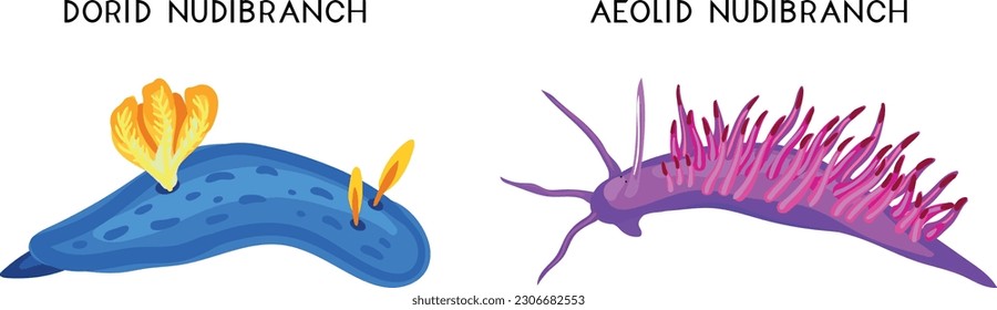 Types of nudibranchs: aeolid nudibranch and dorid nudibranch. Educational material for biology lesson