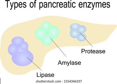 Pancreatic Enzymes Images Stock Photos Vectors Shutterstock