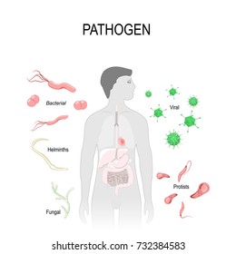 Types of pathogens: virus, bacteria, fungus, helminths and Protists. Human silhouette with highlighted internal organs