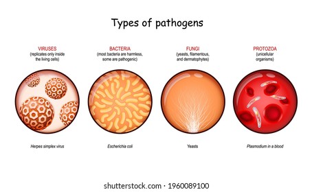Types Of Pathogens. Viruses, Bacteria, Fungi, And Protozoa. Vector Illustration