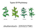 Types of phyllotaxy.Phyllotaxy in trees refers to the arrangement of leaves on branches, showcasing nature
