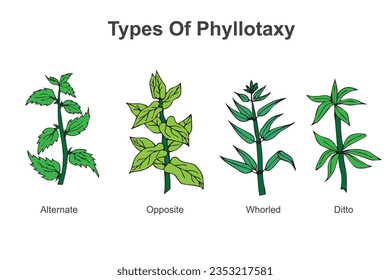 Types of phyllotaxy.Phyllotaxy in trees refers to the arrangement of leaves on branches, showcasing nature's efficient and aesthetically pleasing spiral pattern.