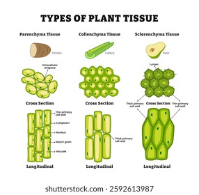 Types of plant tissue diagram poster, vector illustration, labeled longitudinal and cross section view, Parenchyma, collenchyma and sclerenchyma description information.